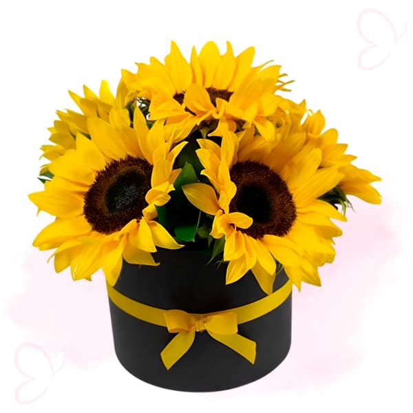 Box de girasoles naturales